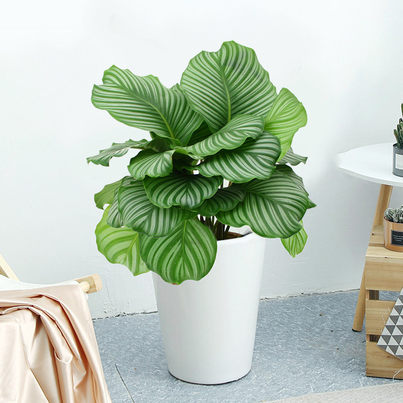 青苹果竹芋超大盆栽会议室绿植北欧植物室内客厅大型绿植