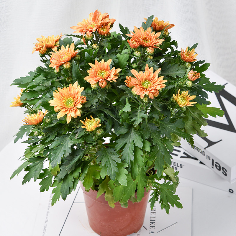 花卉植物室内阳台客厅摆放小雏菊盆栽带花含盆时令草本花卉