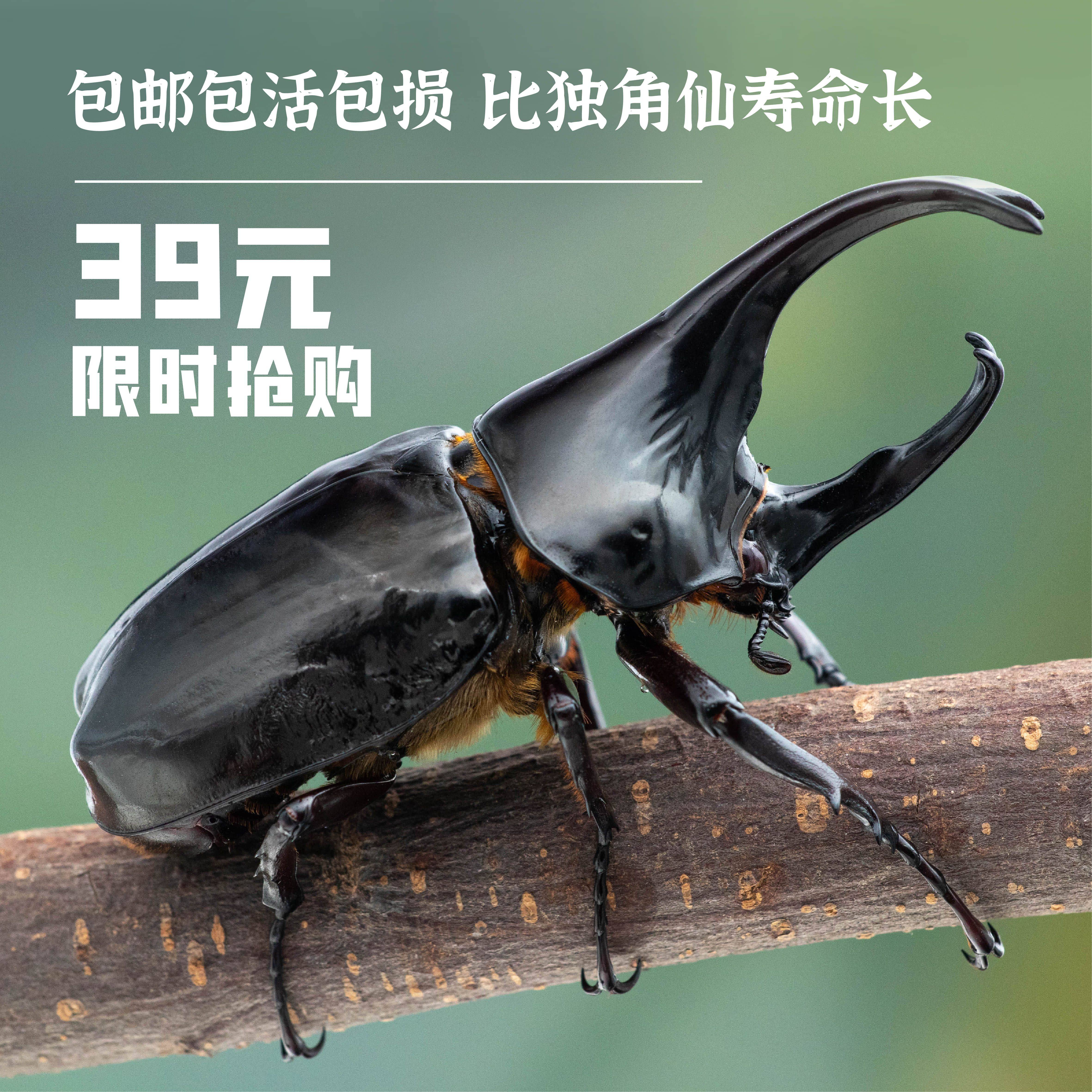 牧野虫社彩虹锹甲独角仙甲虫爬宠活体形虫昆虫特色爬宠