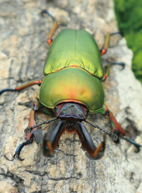 牧野虫社印尼金独角仙甲虫锹形虫