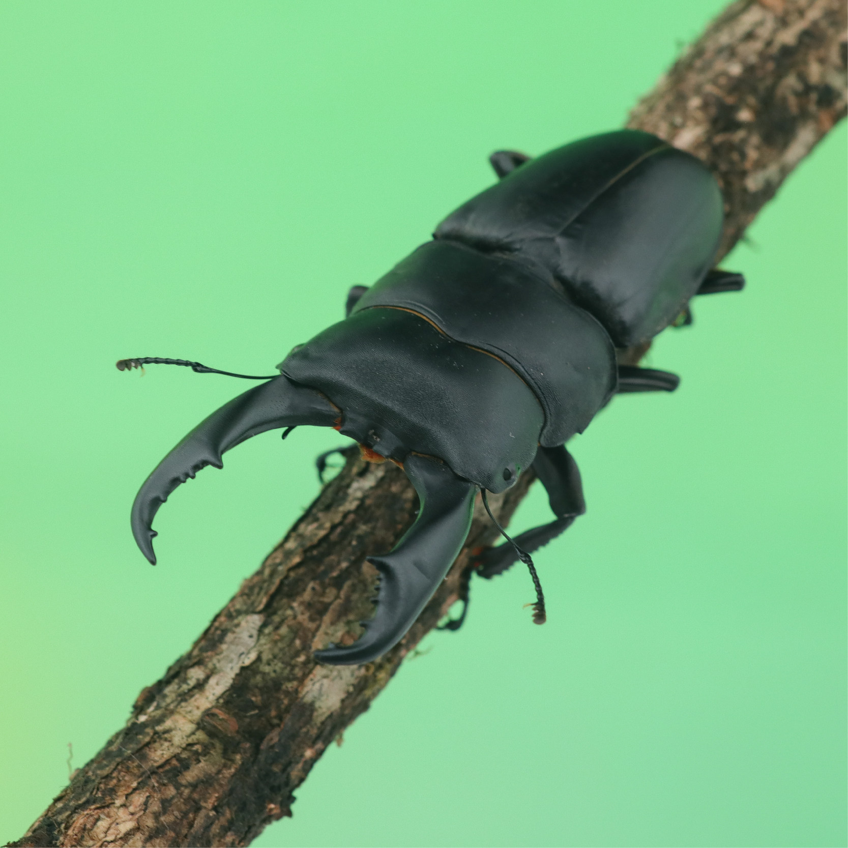 牧野虫社西南扁锹体型大极具特色大颚好生好养特色爬宠