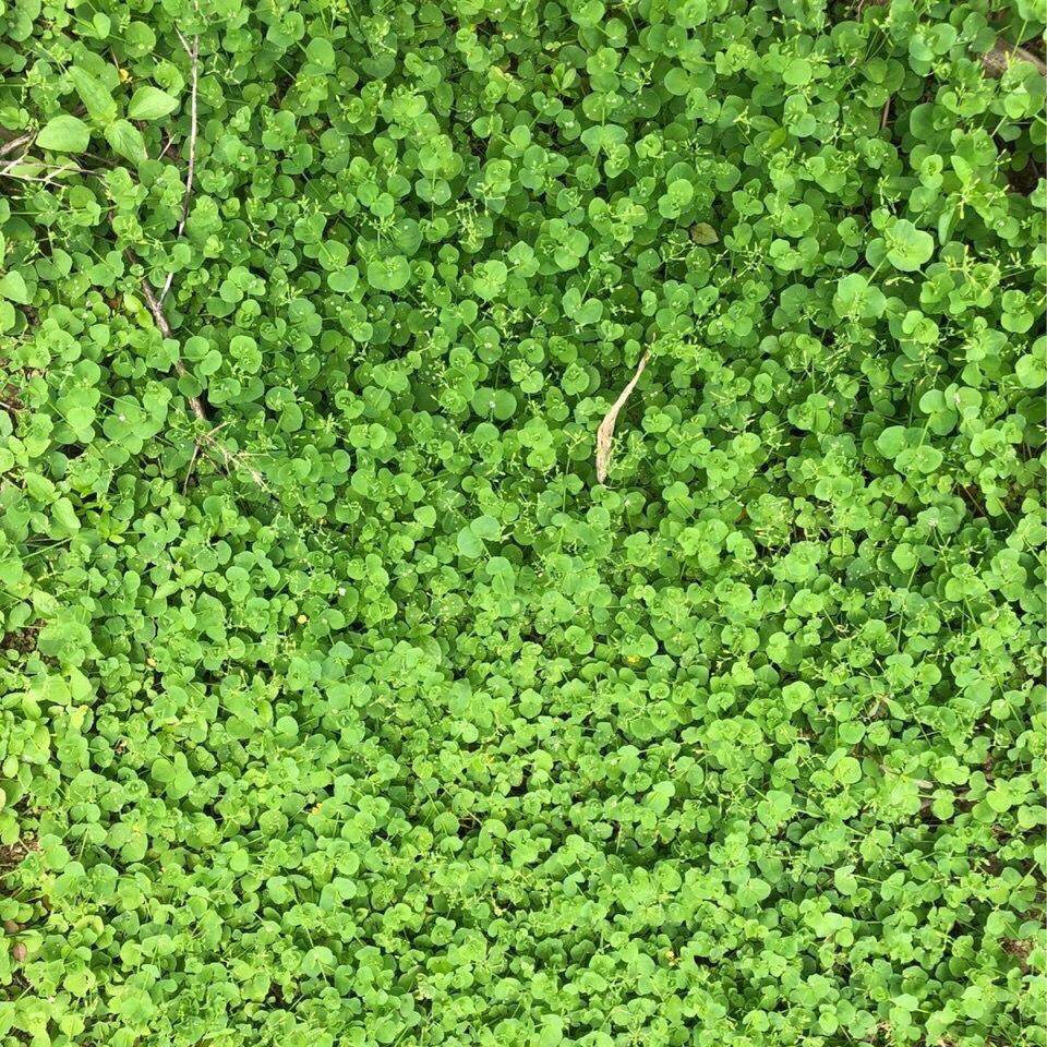 荷莲野生豆草新货豆螺蚬草月亮青蛇米菜干品其他药食同源食品