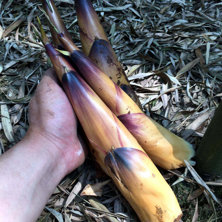 竹笋新鲜现挖四川宜宾苦笋野生生毛春笋正宗竹笋