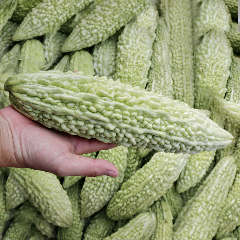 福建蔬菜时令当季现摘癞瓜凉瓜苦瓜漳州白苦瓜其它