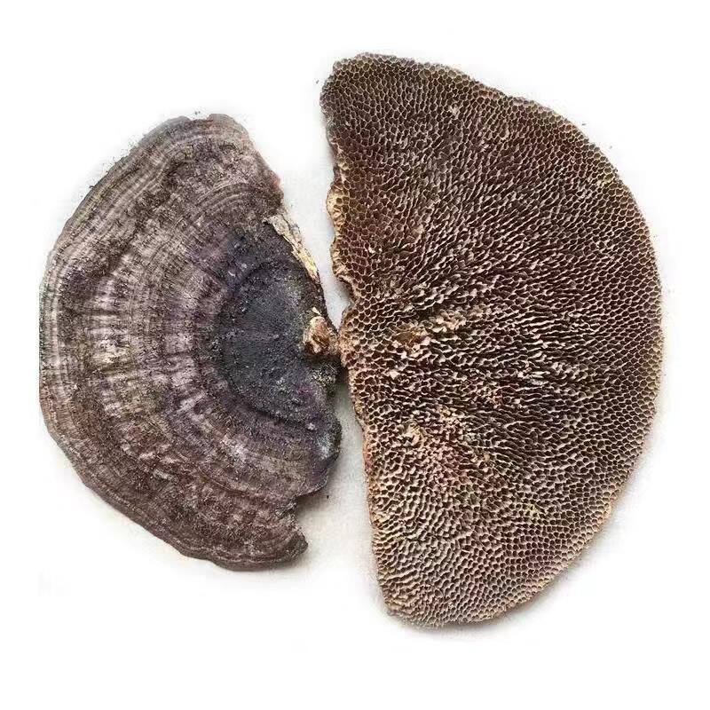 广东本地货野生毛蜂窝菌蜂窝灵芝龙眼梳野生龙眼菌250克