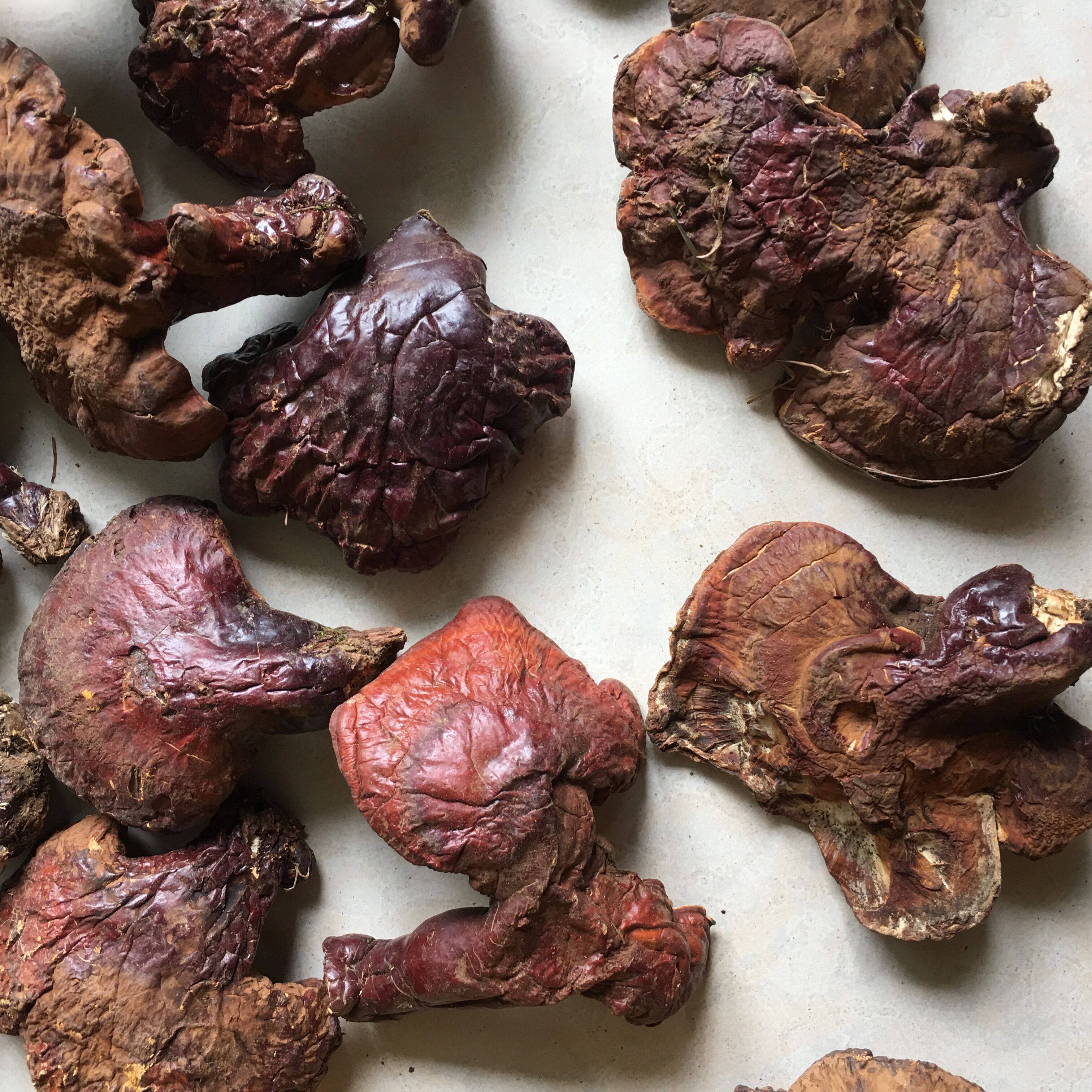 野生灵芝松杉纯野铁杉赤芝250克整枝灵芝