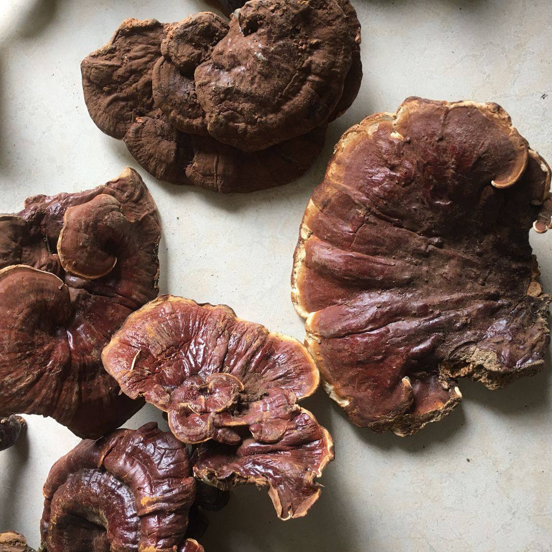 灵芝野生赤芝广东赤灵可切250克整枝灵芝