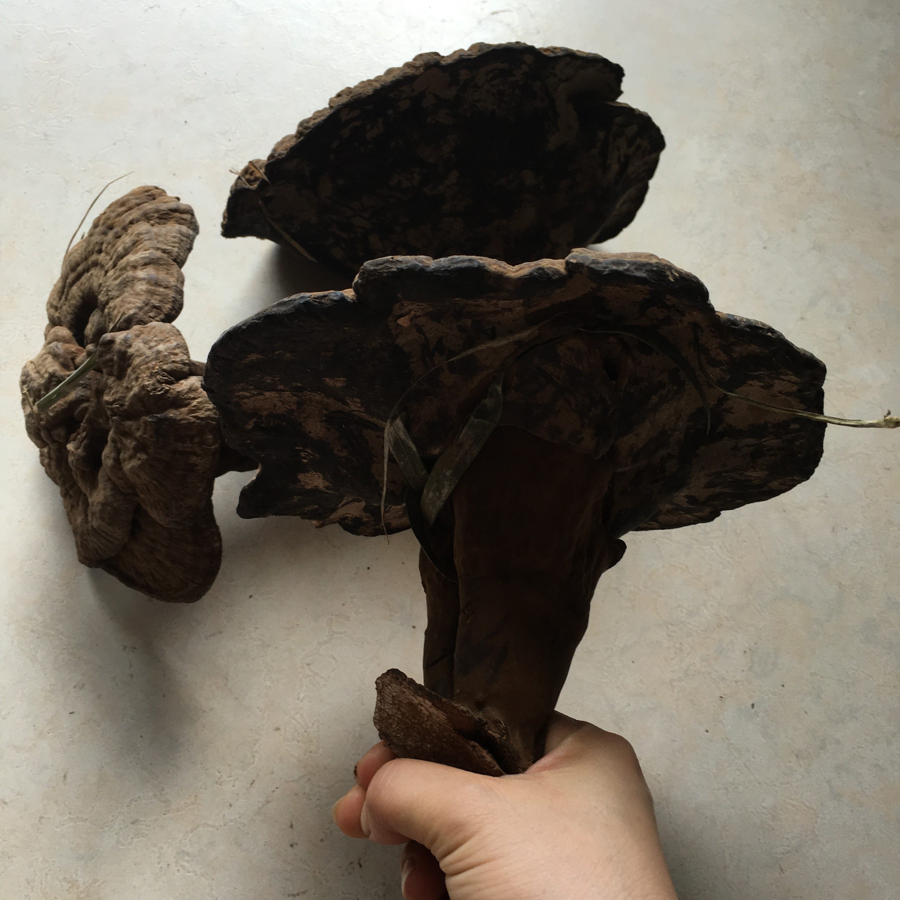 野生灵芝皱盖精选特级特大乌芝假芝250克整枝灵芝