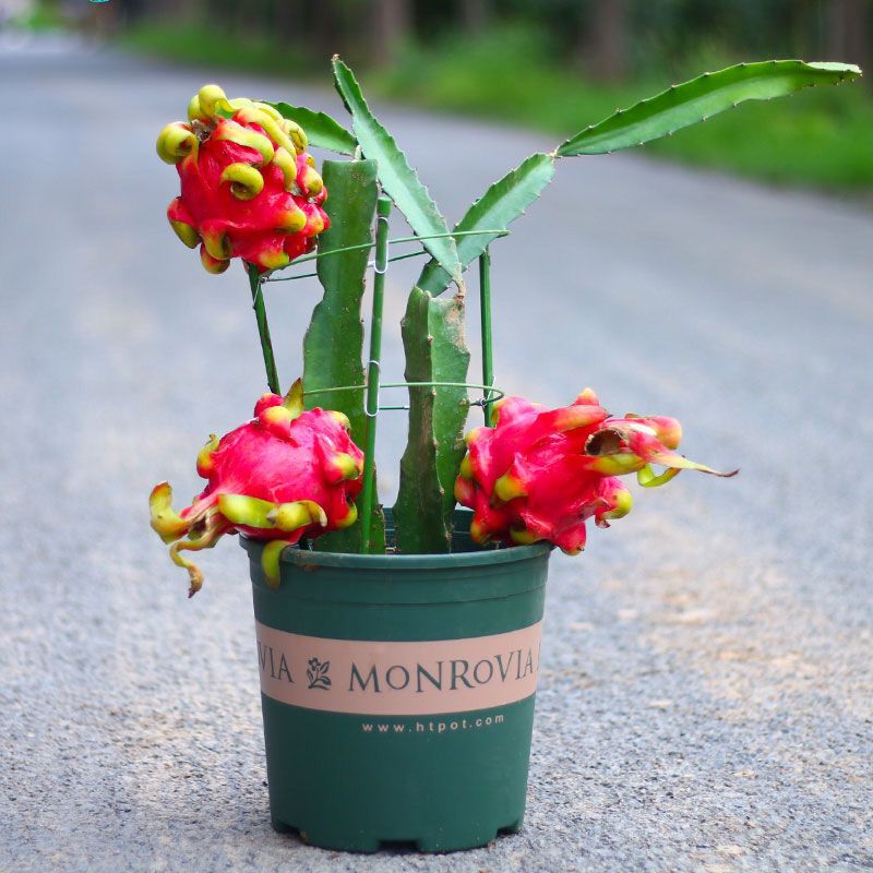 火龙果18元3棵火龙果苗盆栽当年结果红心种植空气净化剂