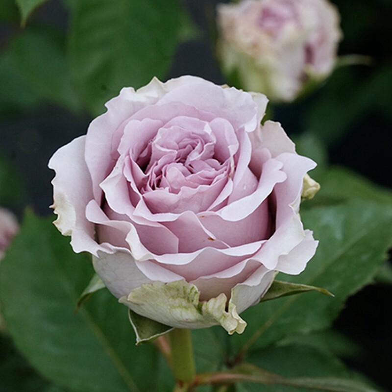惠惠惠的花圃蓝色物语冬季重复开花勤花淡香月季