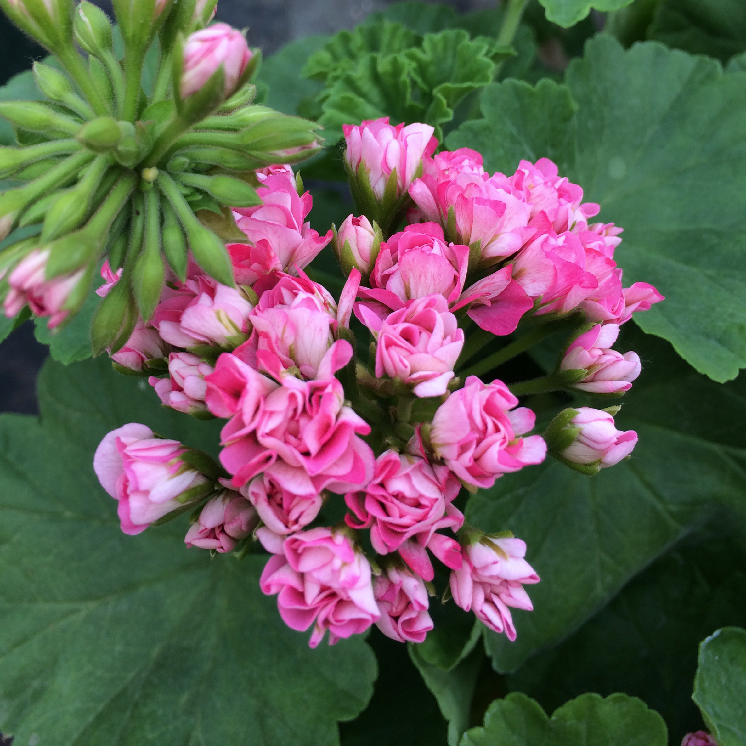 惠惠惠的花园直立天竺葵粉碗量大株型矮小阳台花卉