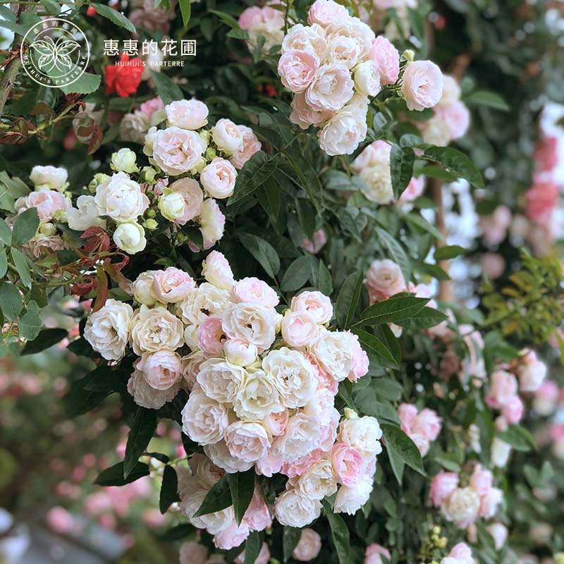 欧月藤本月季花苗爬藤蔷薇玫瑰粉色科斯特盆栽花卉时令草本花卉