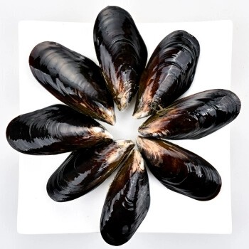 鲜活带子活体口贝蓝口贝紫口贝蛤海虹海鲜贝类青口贝