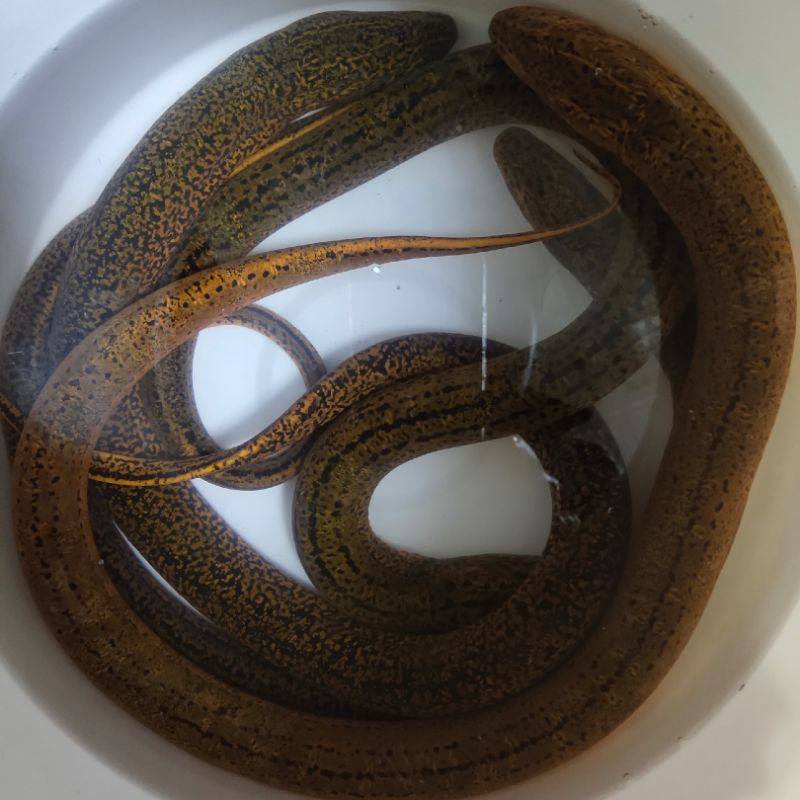 【野生黄鳝*2斤】精品鳝丝新鲜活体现杀去骨响油鳝糊面片长鳝鱼肉