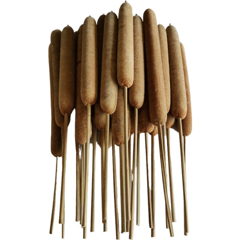 12支 蒲棒 香蒲草棒水蜡烛实毛蜡烛蒲捶蒲厘掐捏玩爆绒飞绒网红草