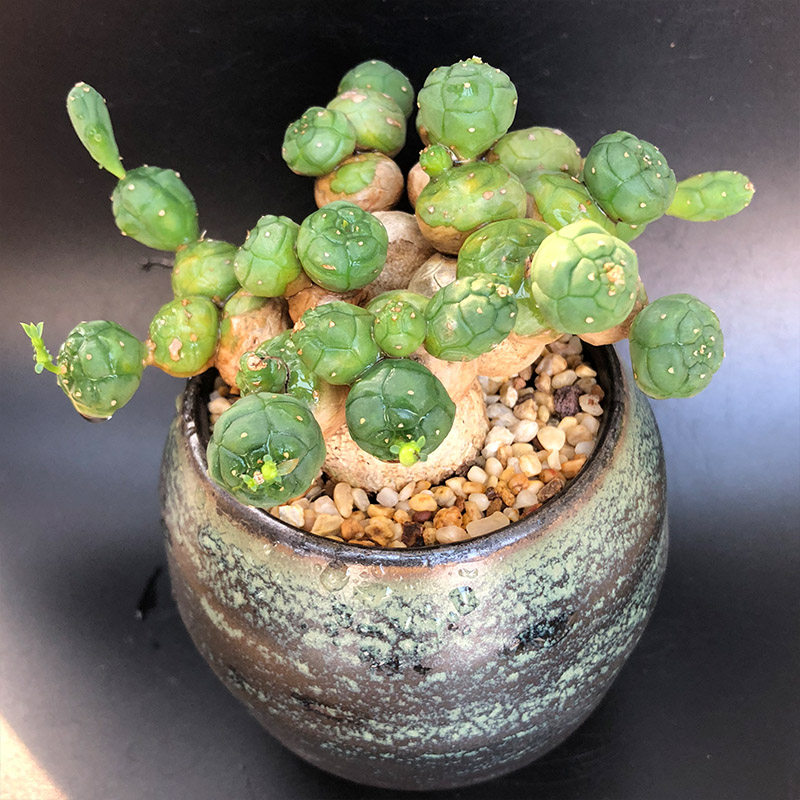 植物富强花卉玉鳞宝多又名松球麒麟大戟科球形多肉植物