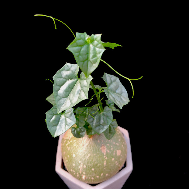 富强花卉南非稀有块根多肉植物银叶布袋绿植多肉植物