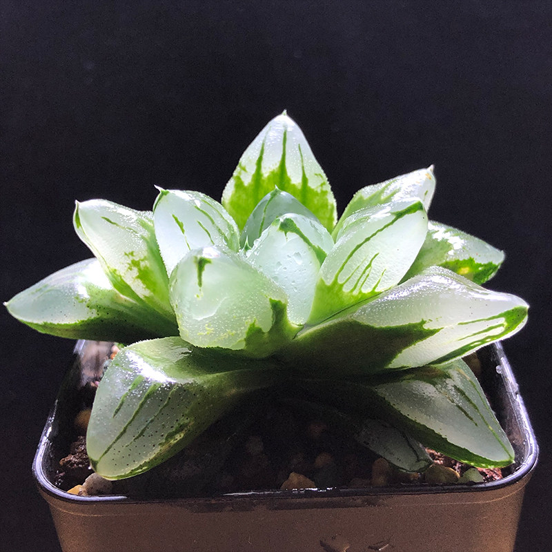 富强花卉非组冰城寿母本十二卷多肉植物背窗三杰之一多肉植物包邮