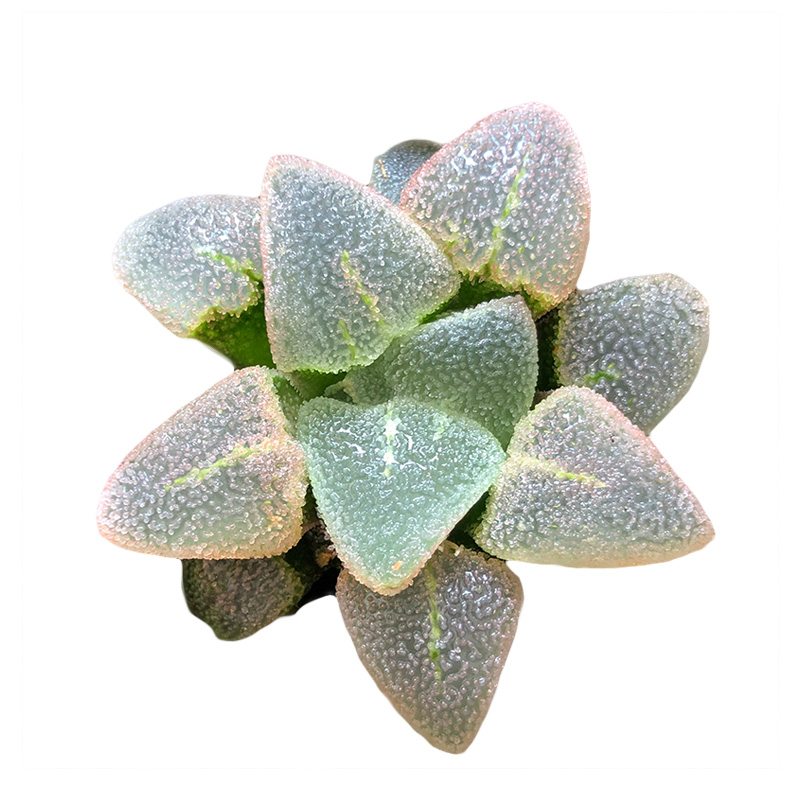 植物富强花卉冰钻磨面十二卷多室内盆栽精品多肉植物