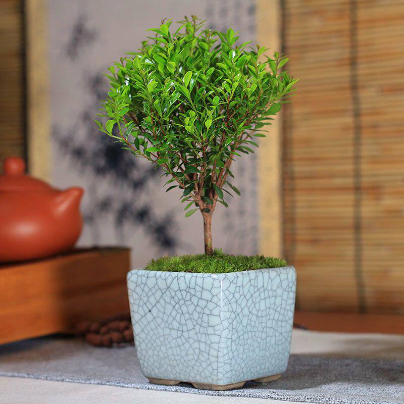 小叶赤楠苔藓微型盆景四季常绿易活办公室桌面景观室内迷你小盆栽