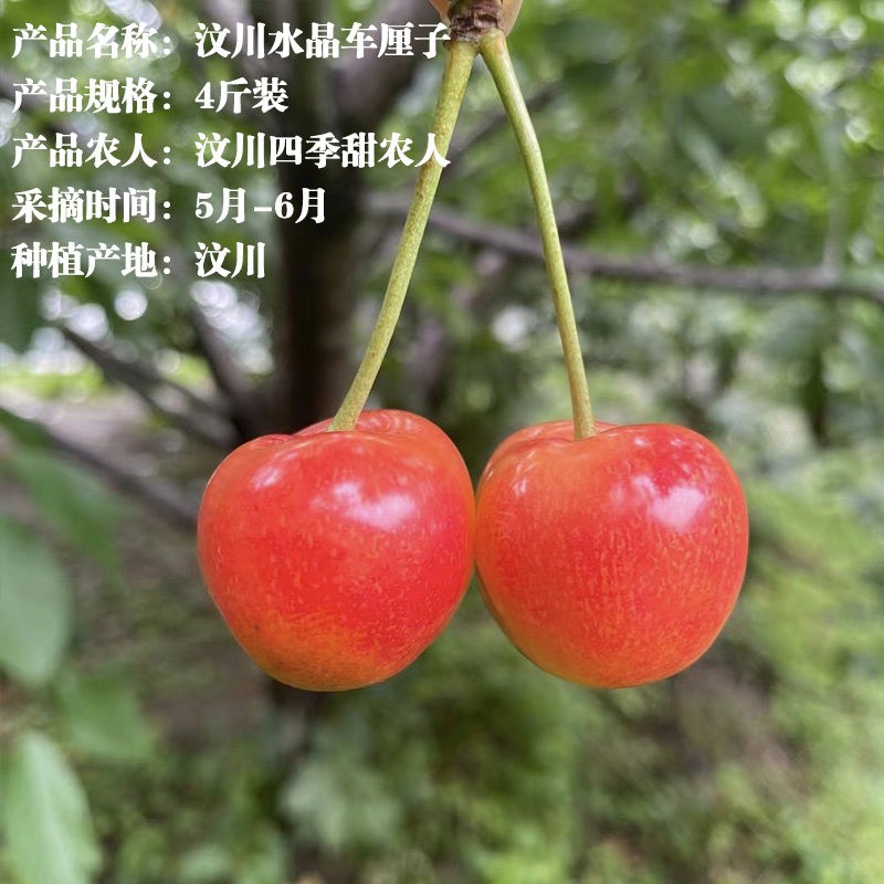 4斤黄珍珠顺丰水果新鲜珍珠脆甜樱桃金色黄蜜车厘子