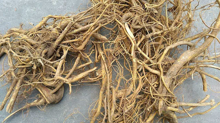 客家煲汤料野生 白花牛奶树根 牛乳树根 白花牛奶根 拍2斤包邮