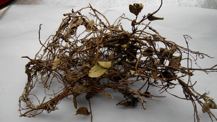 络石藤白花藤爬山虎墙邦茎墙邦李树茎包邮500克