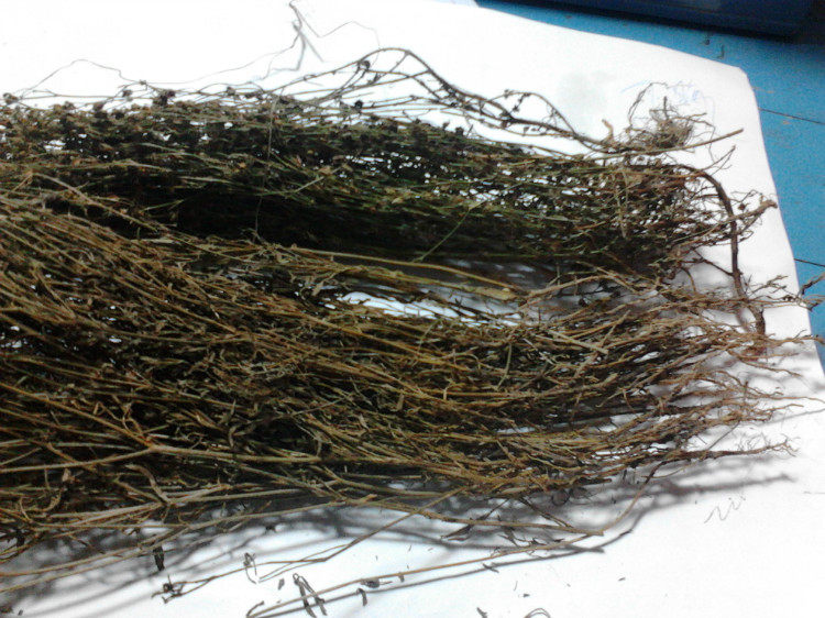 无硫人字草二叶人字草苍蝇翼铺地锦丁癸草500g