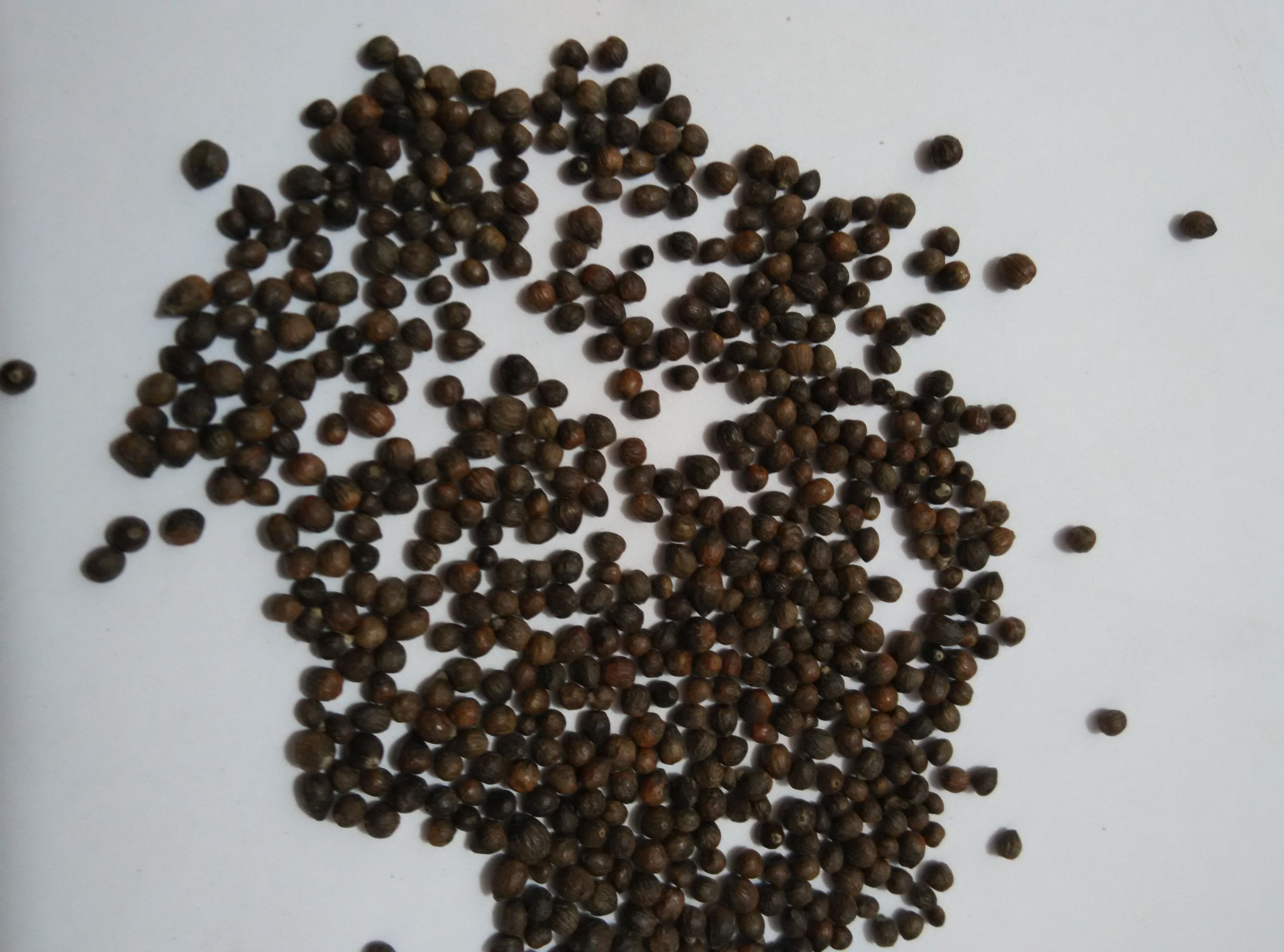 不惊仁布惊仁布惊籽仁定做布惊子仁枕头黄荆籽500g新货