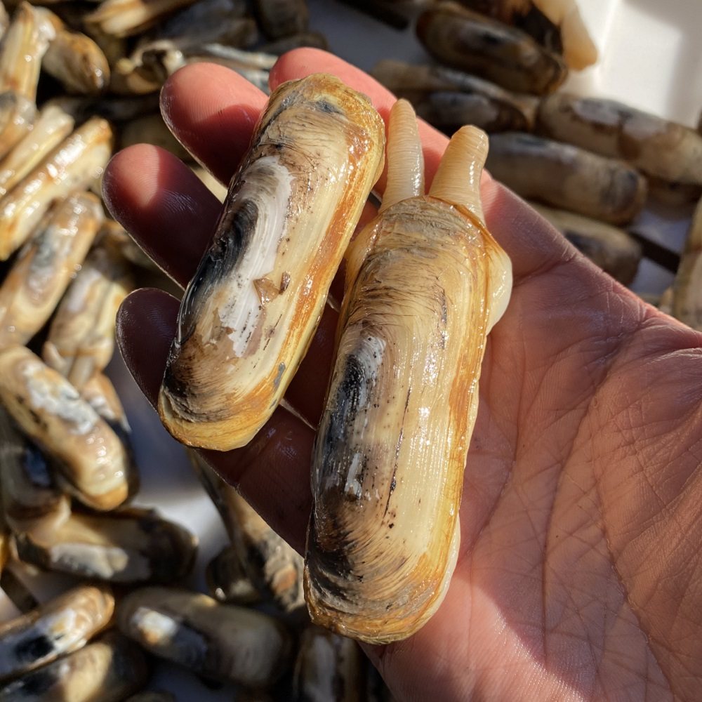 海鲜蛏子3斤3盒三门小海蜻干蛏海兔子新鲜蛏子