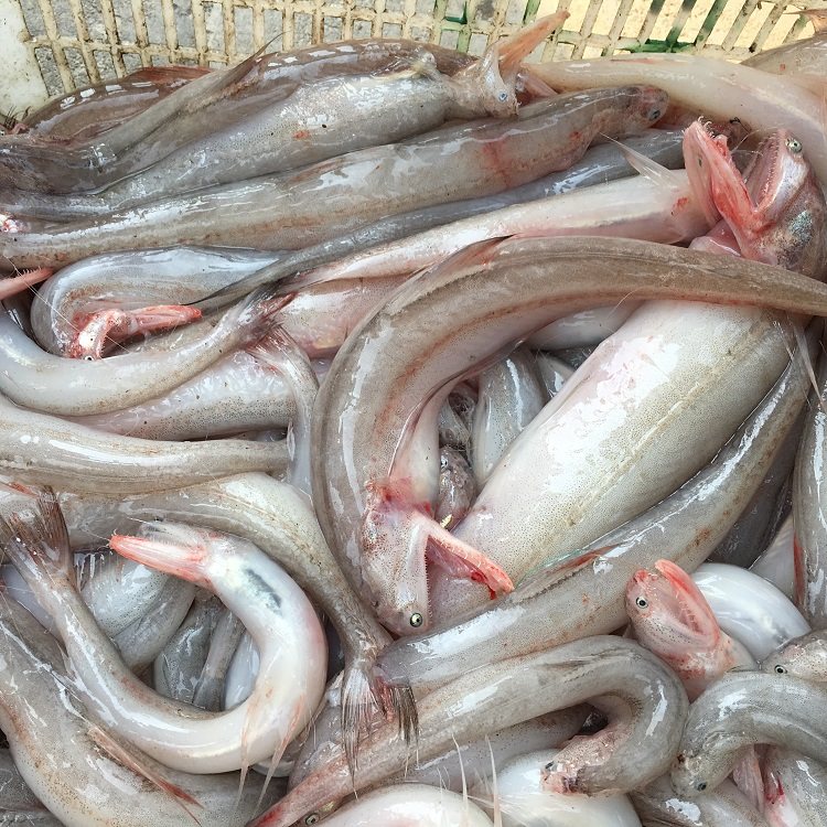 豆腐鱼2斤装海鱼新鲜海捕水鱼龙头烤龙头鱼水孱九肚鱼果冻鱼水产