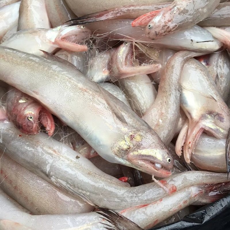 豆腐鱼2斤装海鱼新鲜海捕水鱼龙头烤龙头鱼水孱九肚鱼果冻鱼水产