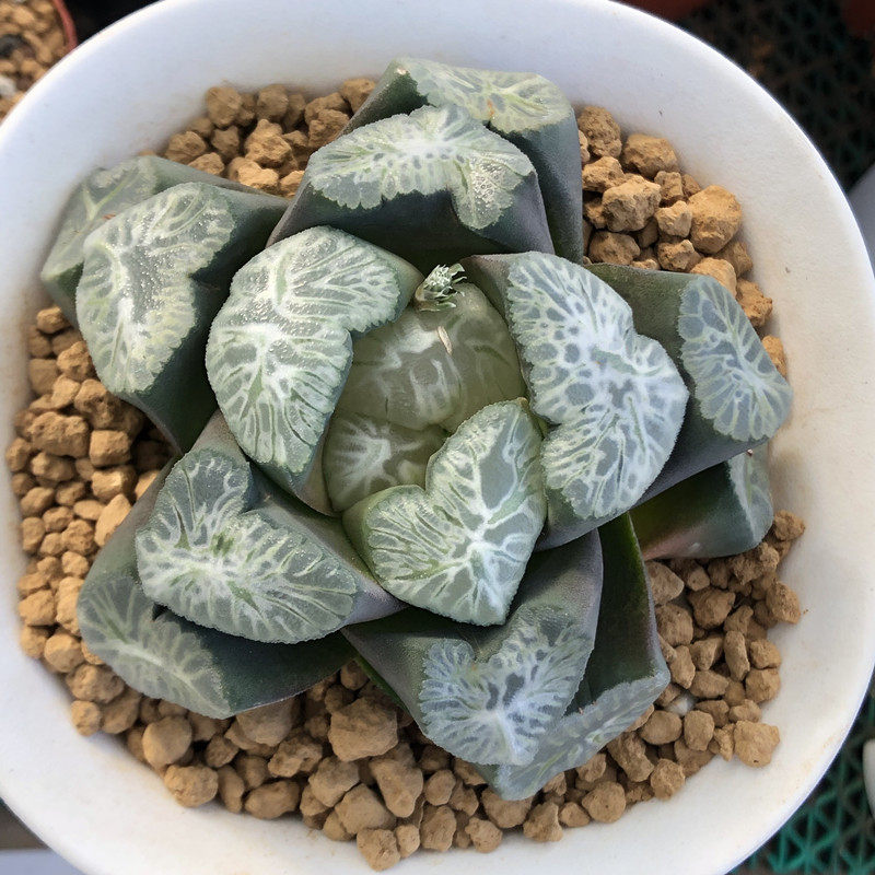 万象花菱一物一拍多肉植物大型大窗品种状态多肉植物