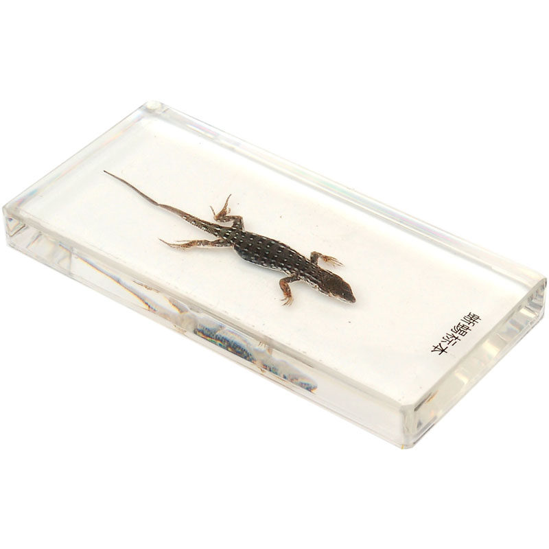 幼儿园认识小学教学蜥蜴高透明树脂壁虎真昆虫标本人工琥珀科普展