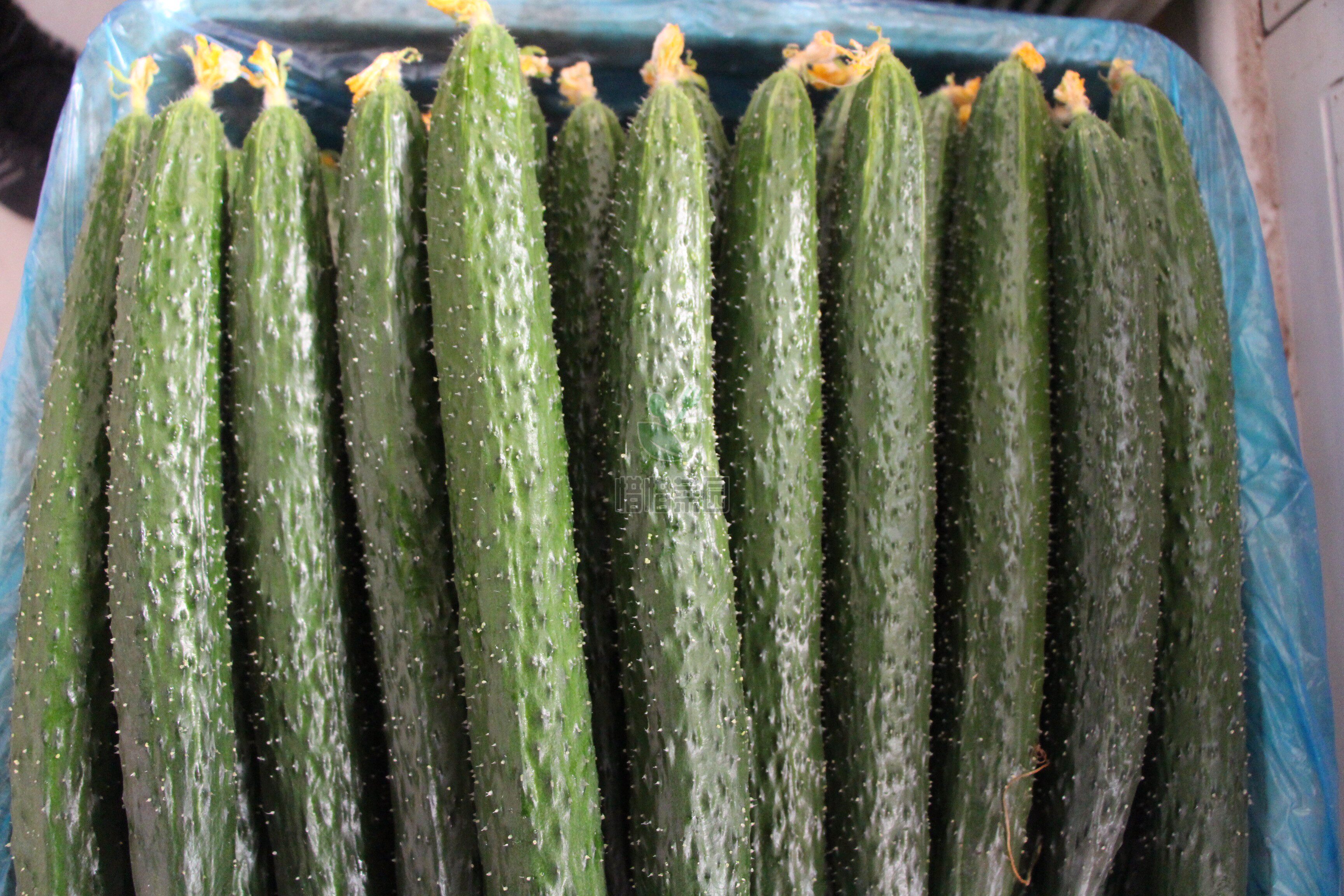 黄瓜5斤现摘新鲜农家蔬菜孕妇生吃大青装包黄瓜