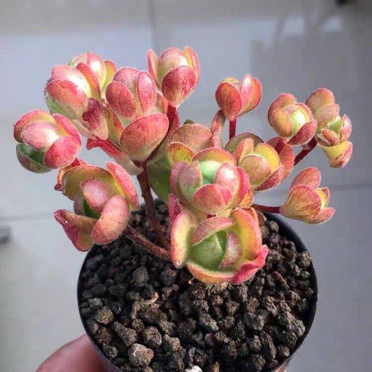 植物小狐狸多肉橄榄球玫瑰小人室内盆栽绿植萌肉多肉植物