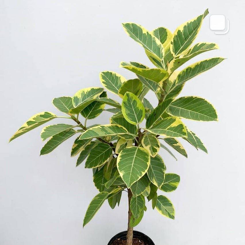 青叶橡皮树黄金榕高山高山榕榕树花叶富贵榕北大型绿植
