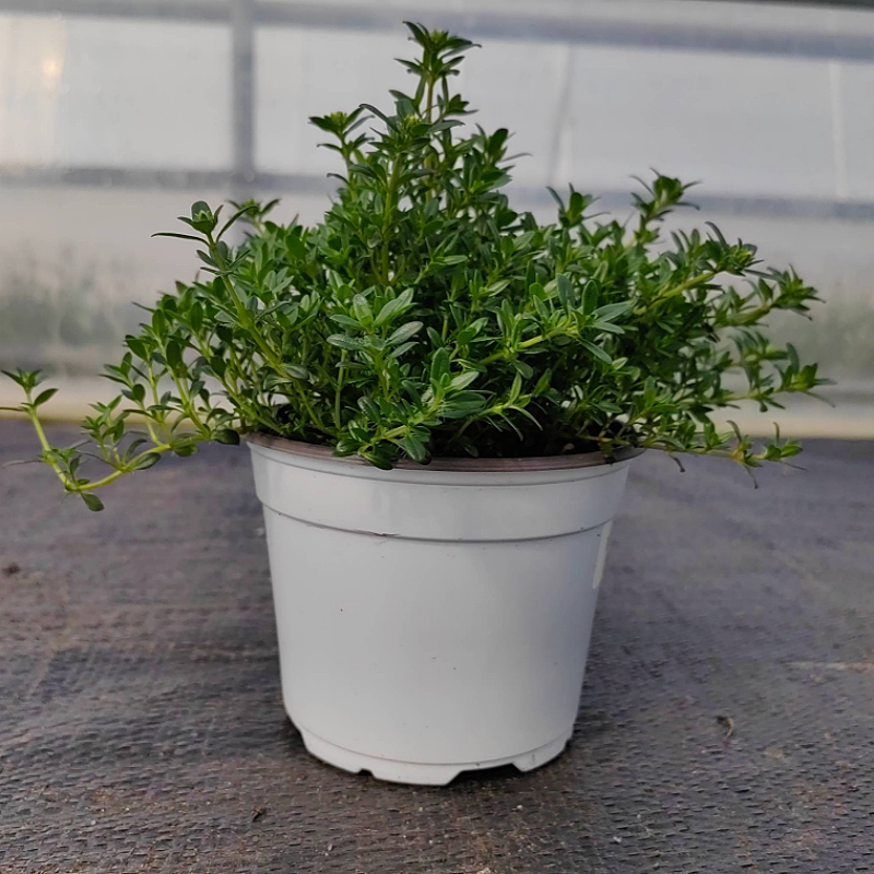 香草杰克百里香克拉新品西餐食用盆栽地栽地被绿植