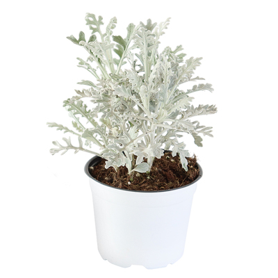 叶菊盆栽克拉香草银叶耐寒庭院植物观赏植物观叶净化净化绿植