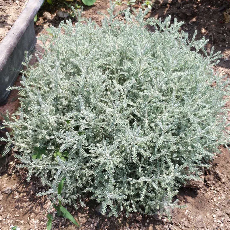 绵杉耐寒灌木香草盆栽驱虫驱蚊香味绿植