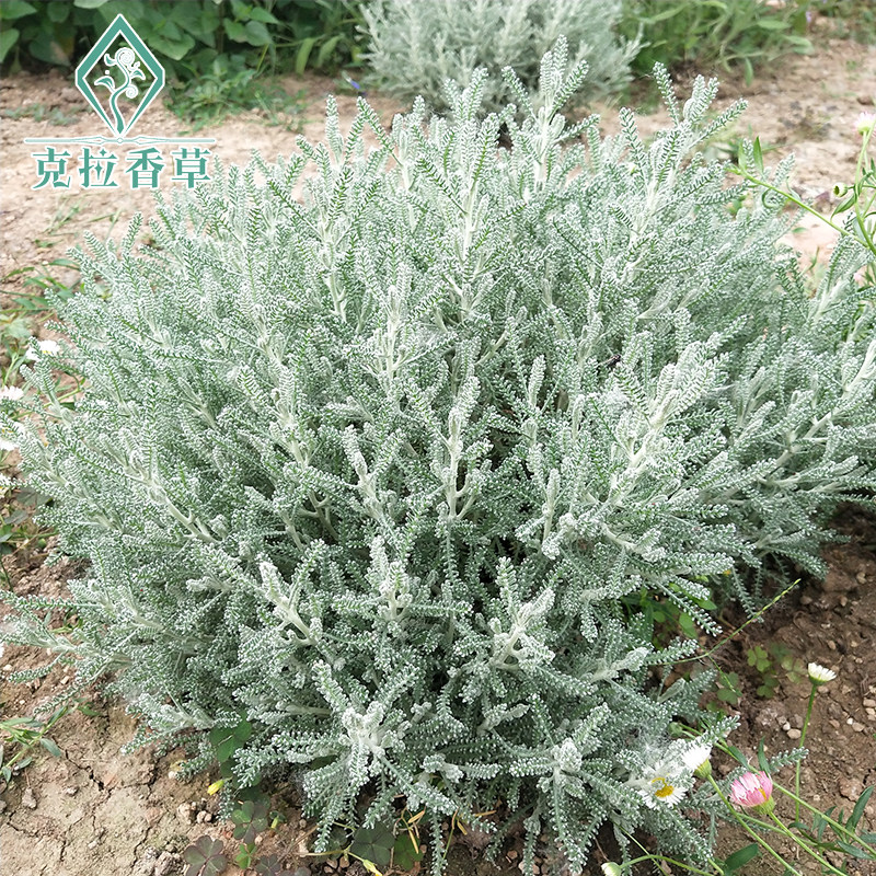 绵杉菊 耐寒 灌木香草盆栽 驱虫驱蚊 香味浓郁 庭院家居绿植花卉