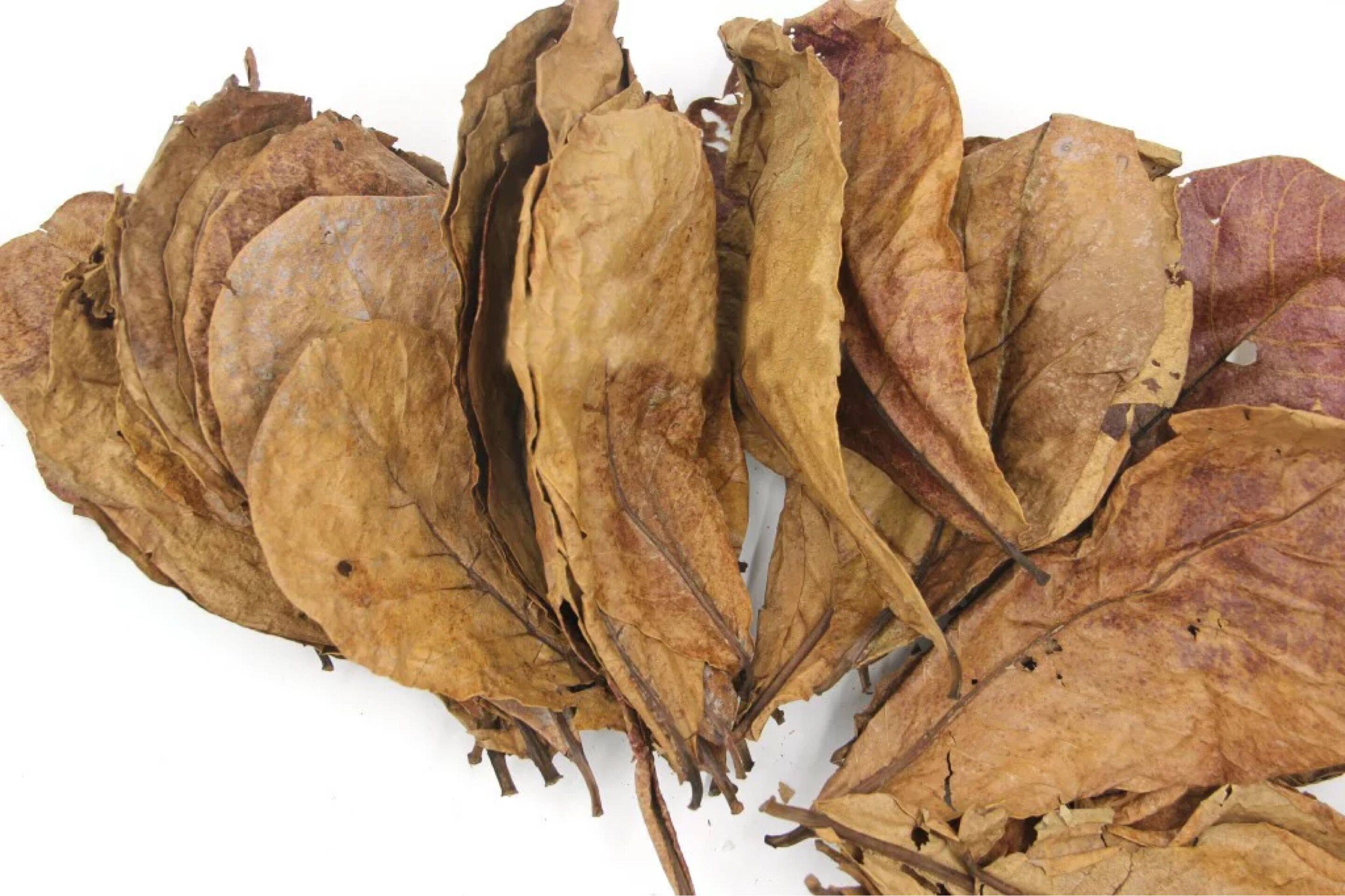 榄仁叶小型自然水质改善鱼虾热带鱼热带斗鱼水族ph调节剂