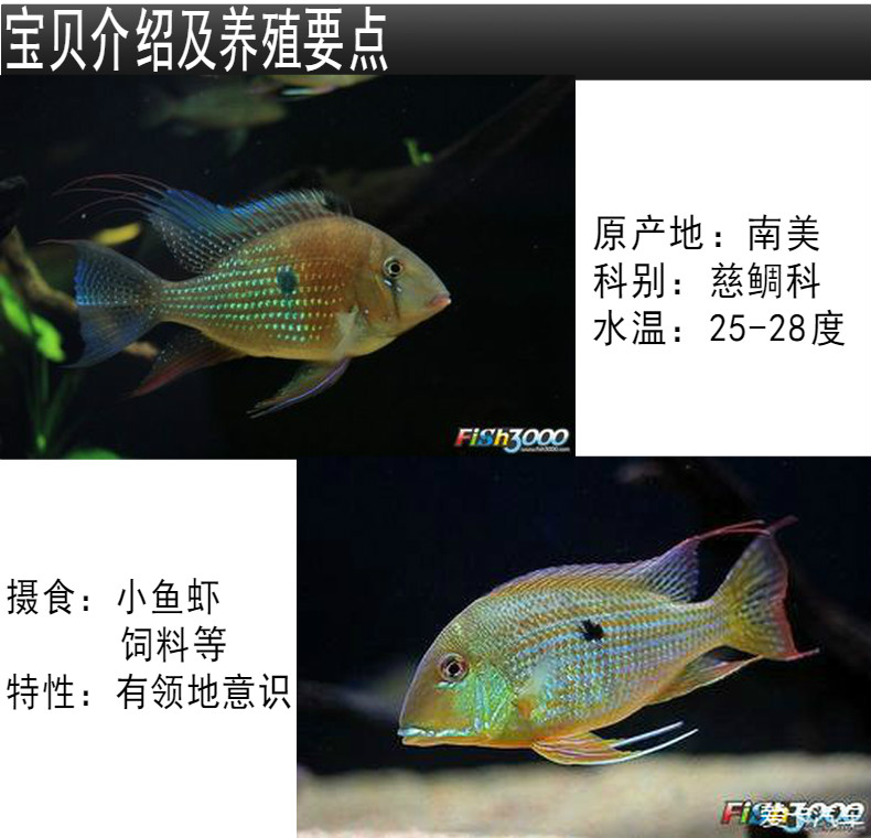 大湾渔场南美美食土鲷刀鱼朱巴丽关刀中大型慈鲷鱼