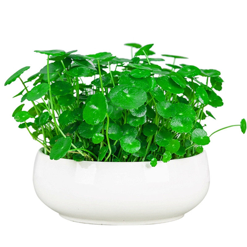 铜钱草水培植物水养办公室盆栽金钱草苗大叶花卉室内外花创意绿植