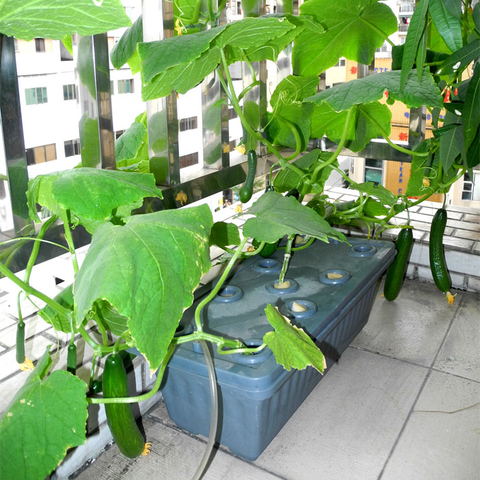 儒风阳台无土栽培水培蔬菜花盆类管道种菜营养液静水耕设备种植槽