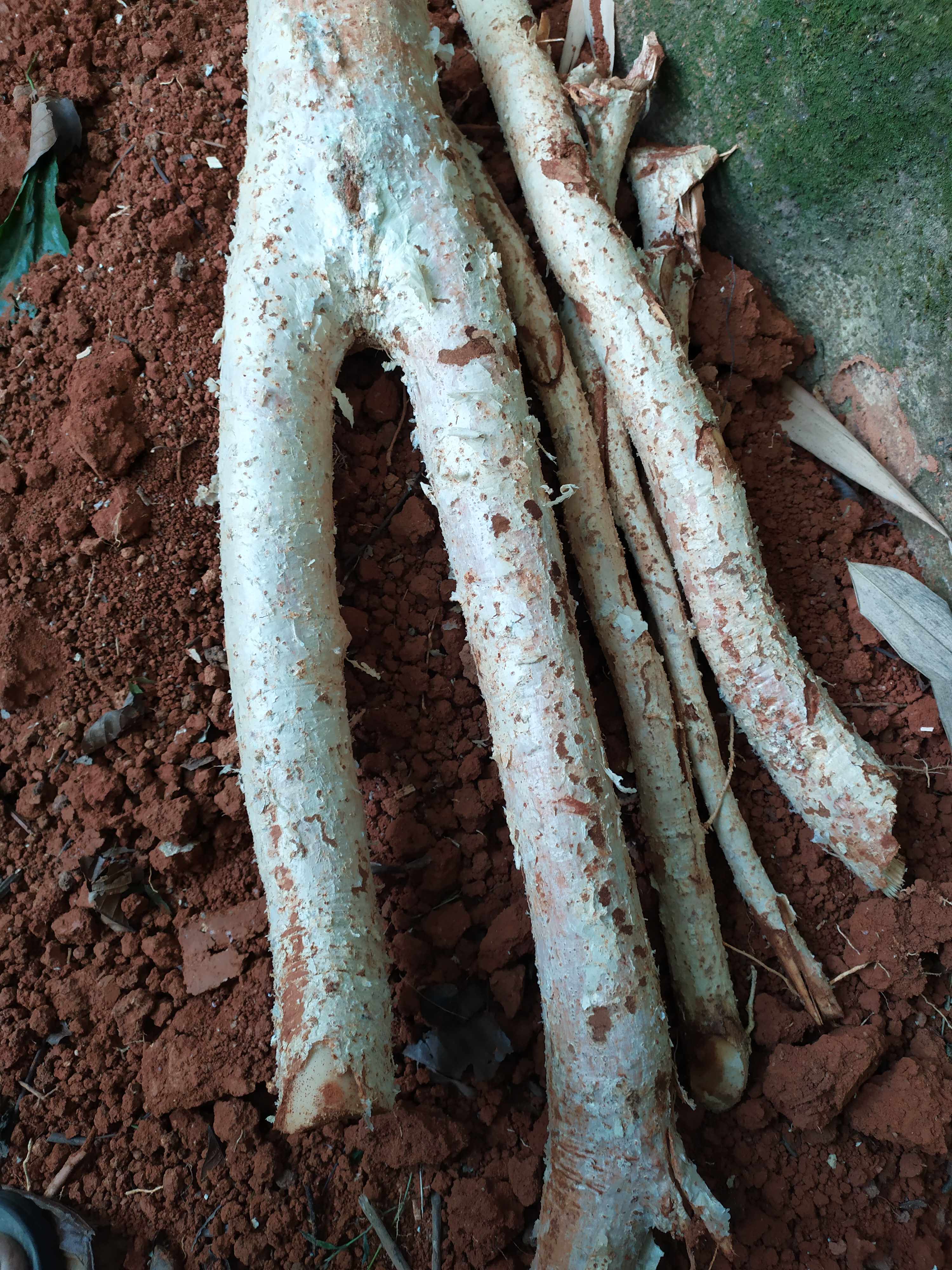 新鲜橄榄黑橄榄非干榄根现挖乌榄树根500克包邮巴乌