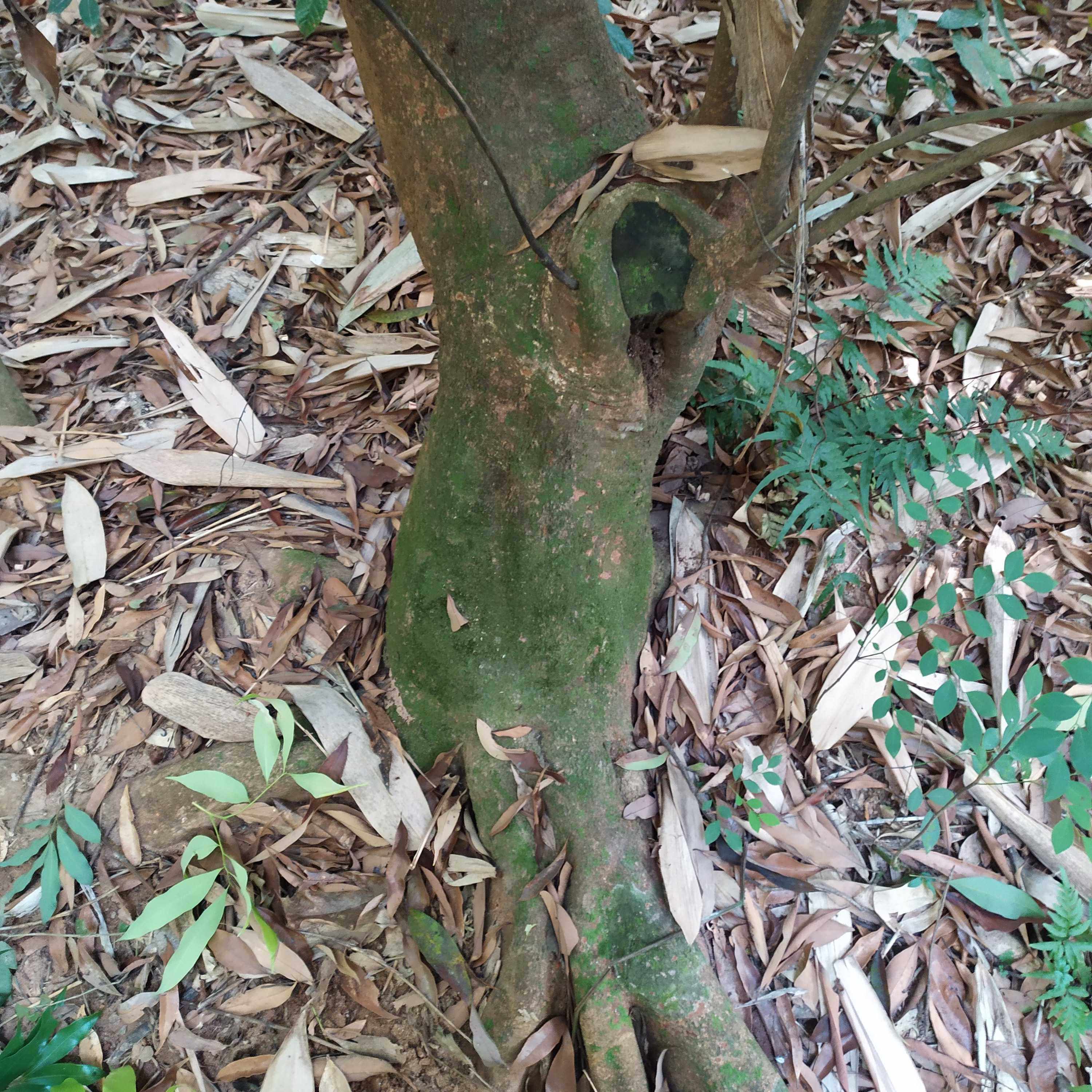 新鲜荔枝树根500g现挖老树农技服务