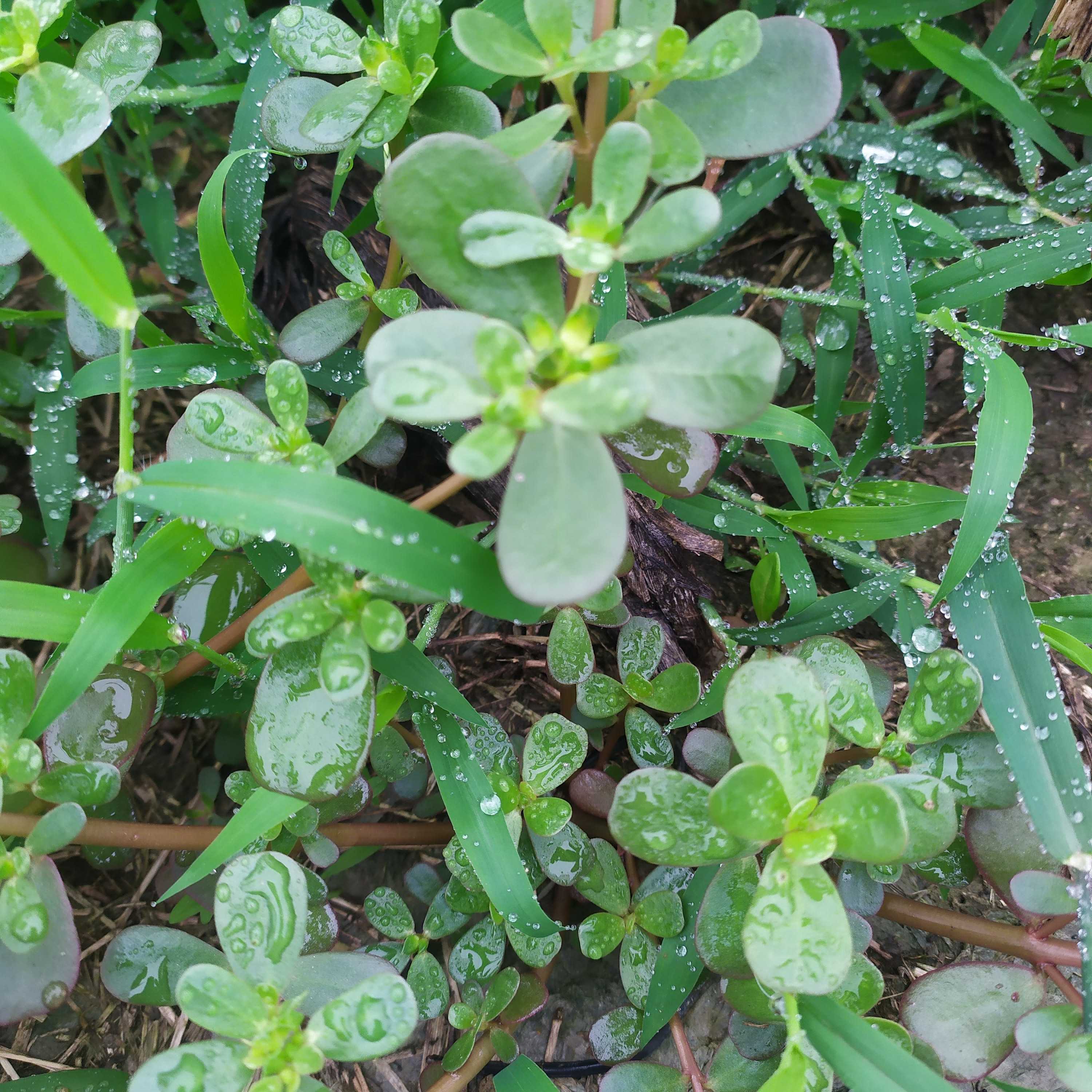 新鲜马齿苋马齿苋菜老鼠耳猪母菜野菜马蜂菜长命菜长寿菜1斤包邮