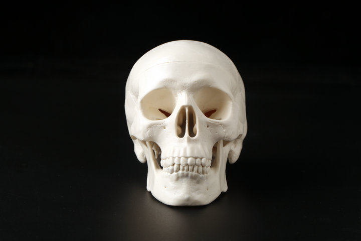 美术医学仿真骷髅 人头骨模型 头颅骨解剖标本 彩色分区头颅头骨