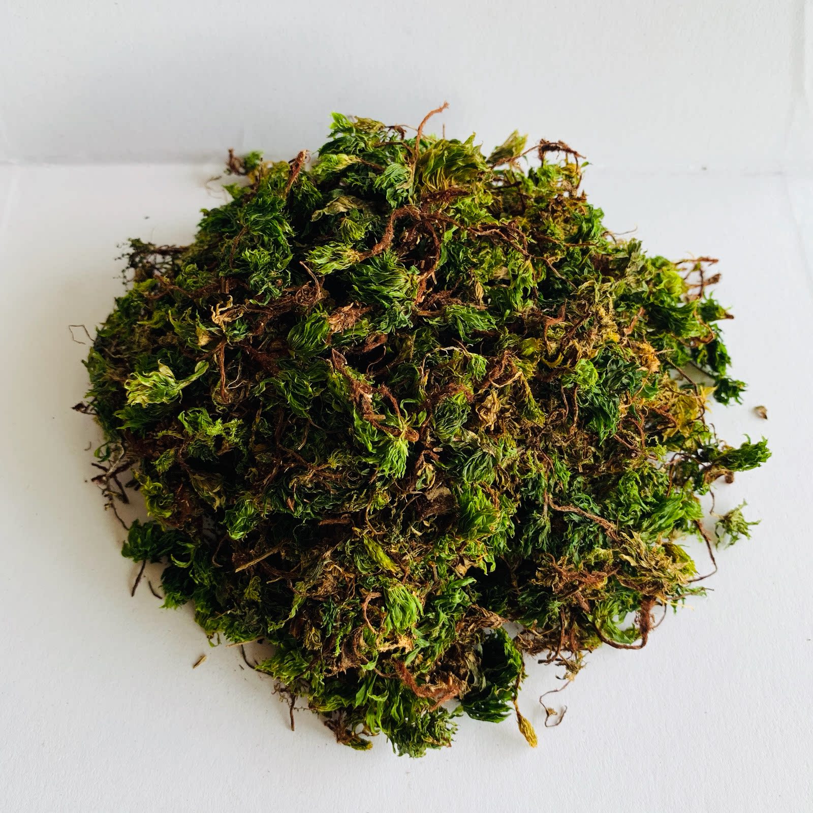 回心草 正宗云南中药材野生250g包邮大叶藓茴薪草干品新鲜晒干